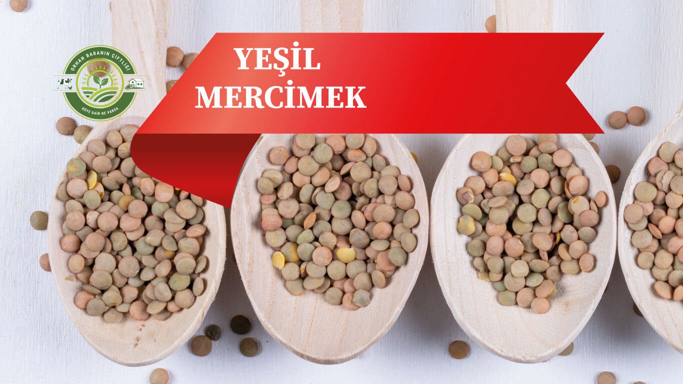 Mercimek